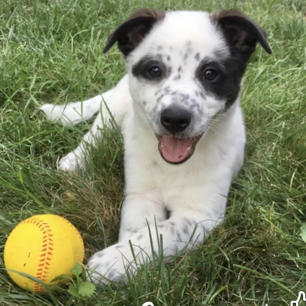 Otho, a Adoptable mixed breed in Hillsborough, NJ image 6/6