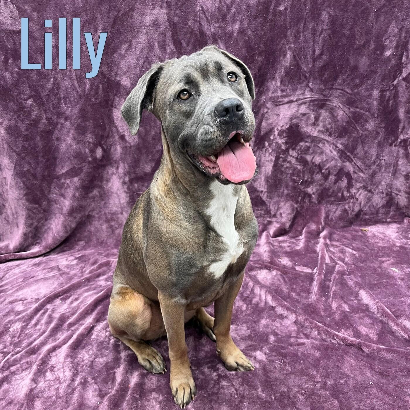 Lilly, ADOPTABLE, Young Female Cane Corso.