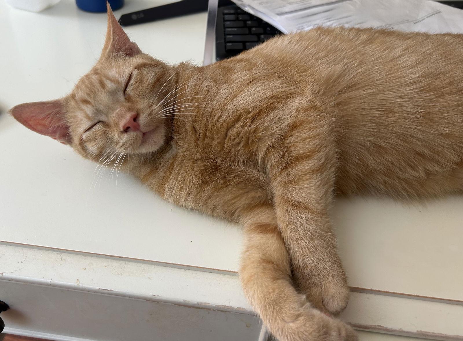 Remiel - FIV+ KITTEN in foster, a Adoptable Domestic Short Hair in Alexandria, VA image 1/3