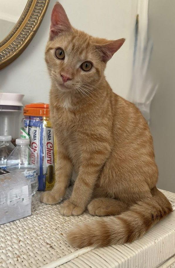 Remiel - FIV+ KITTEN in foster, a Adoptable Domestic Short Hair in Alexandria, VA image 2/3