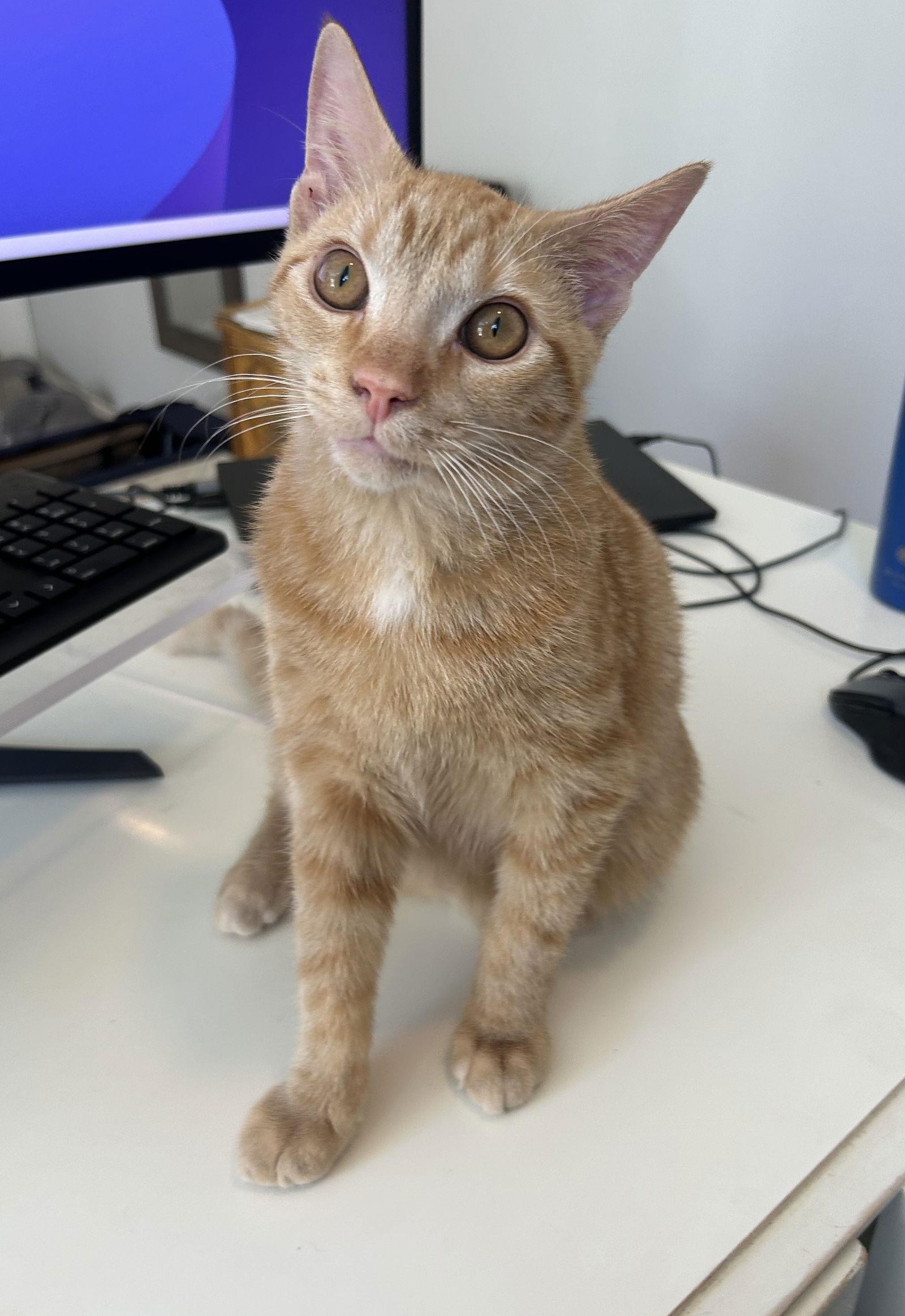 Remiel - FIV+ KITTEN in foster, a Adoptable Domestic Short Hair in Alexandria, VA image 3/3