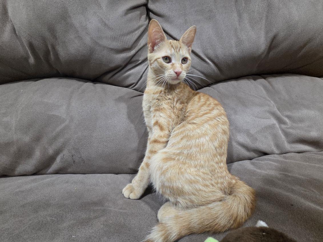 Enlarge Foxy, a Adoptable Domestic Short Hair in Brooklyn, NY image 4/4