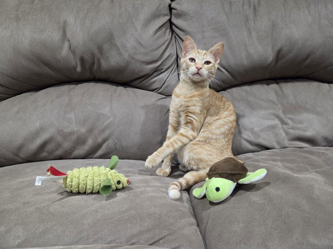 Enlarge Foxy, a Adoptable Domestic Short Hair in Brooklyn, NY image 1/4