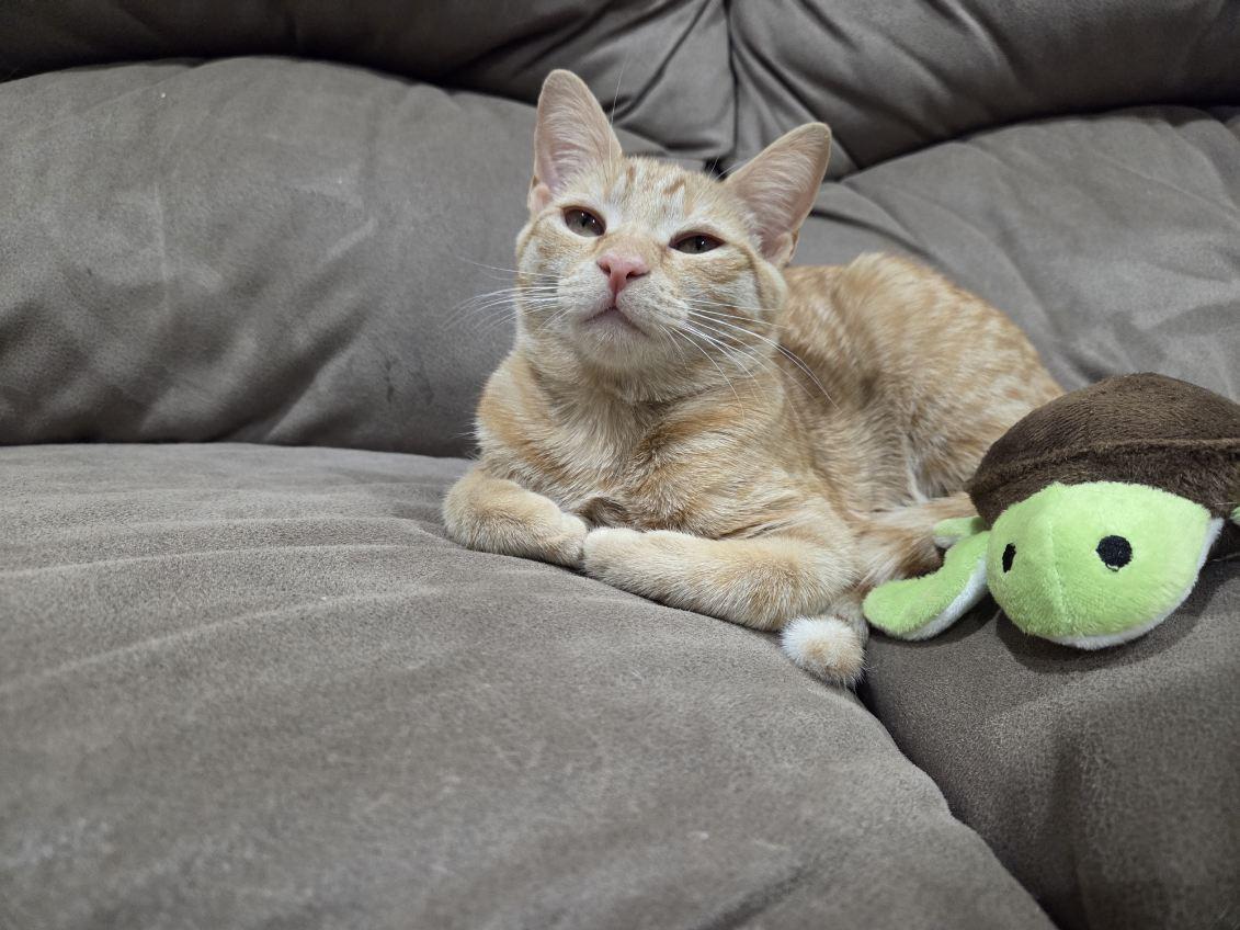 Enlarge Foxy, a Adoptable Domestic Short Hair in Brooklyn, NY image 2/4