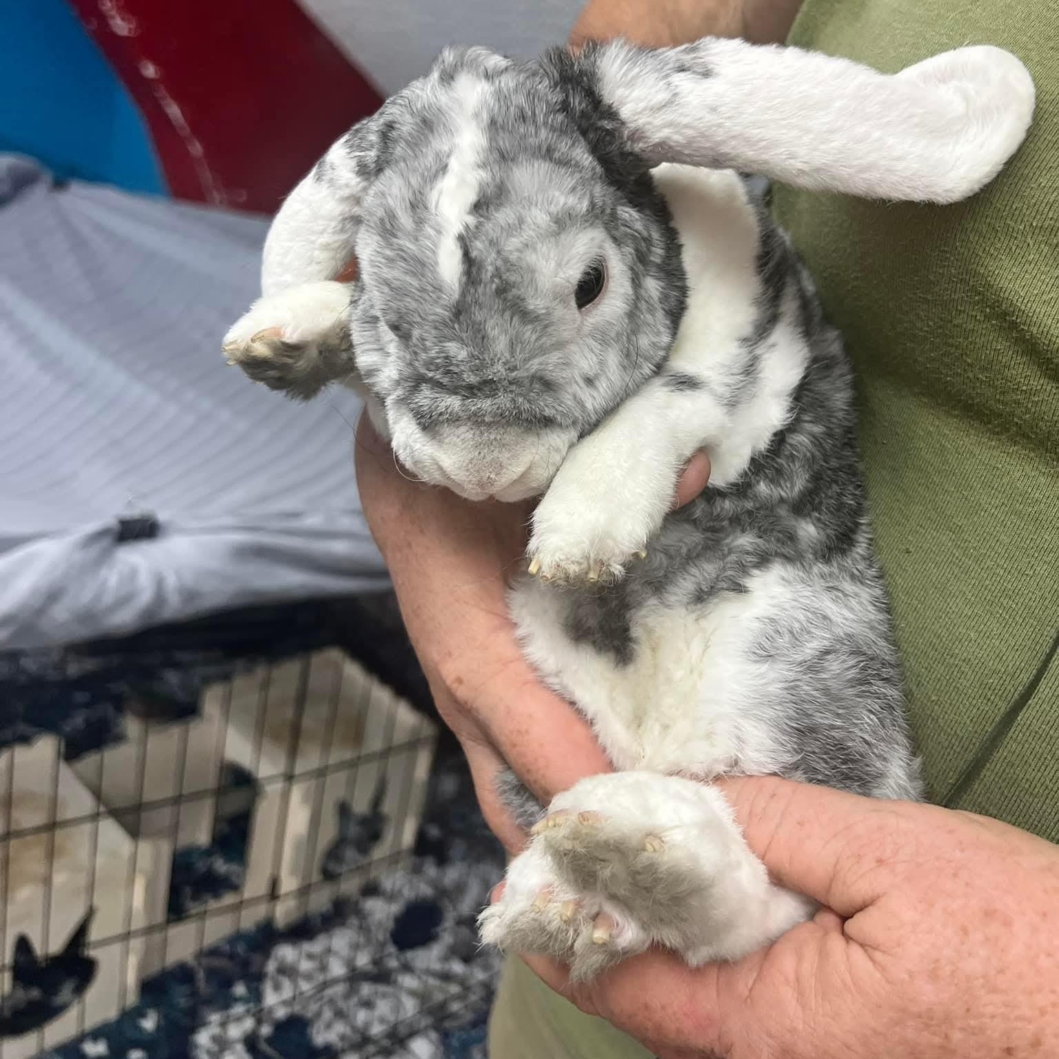 Buckie, a Adopted mixed breed in Paradis, LA image 2/3