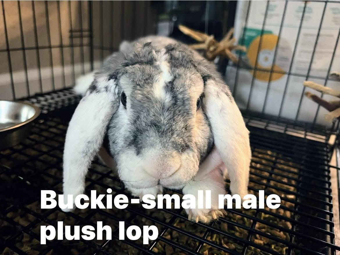 Buckie, a Adopted mixed breed in Paradis, LA image 3/3