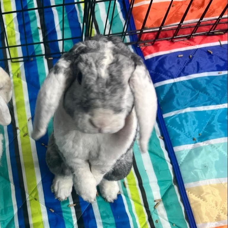 Buckie, Adopted, Adult Male Lop Eared.