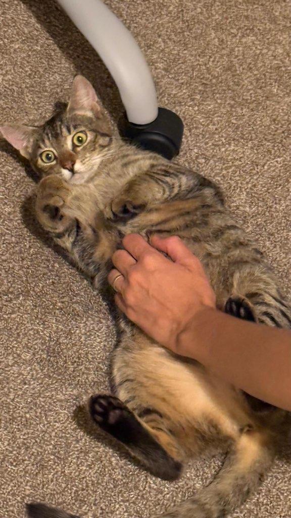 Enlarge Jelly, a ADOPTABLE Domestic Short Hair in Honolulu, HI image 4/6