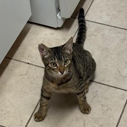 Enlarge Jelly, a ADOPTABLE Domestic Short Hair in Honolulu, HI image 2/6