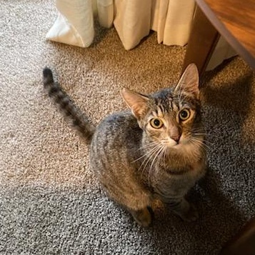 Enlarge Jelly, a ADOPTABLE Domestic Short Hair in Honolulu, HI image 6/6