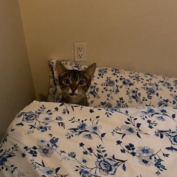 Enlarge Jelly, a ADOPTABLE Domestic Short Hair in Honolulu, HI image 3/6