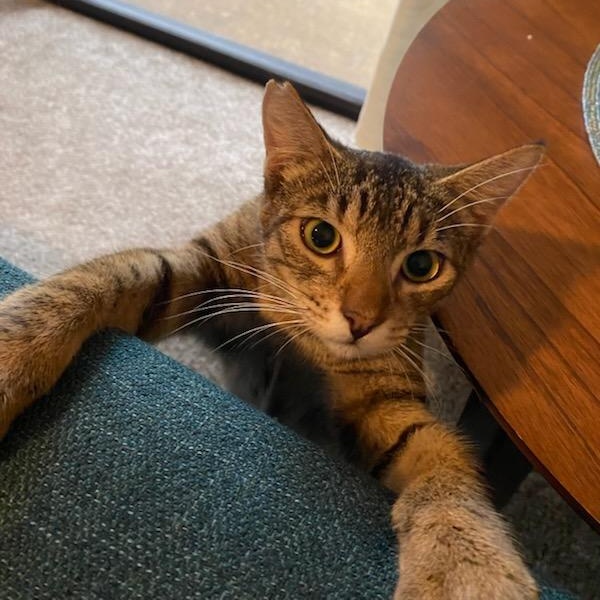 Enlarge Jelly, a ADOPTABLE Domestic Short Hair in Honolulu, HI image 1/6