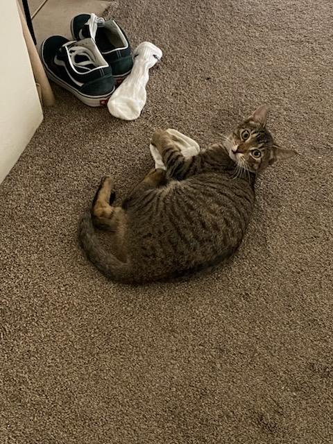 Enlarge Jelly, a ADOPTABLE Domestic Short Hair in Honolulu, HI image 5/6