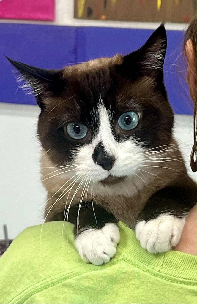 Peanut, Adoptable, Adult Male Domestic Short Hair & Snowshoe.