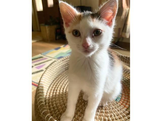 Enlarge ISIS, a Adoptable Domestic Short Hair in Fort Wayne, IN image 1/1