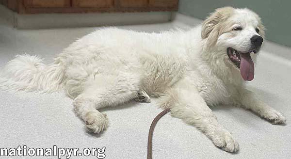 Zeus in OH - Playful & Silly Charmer!