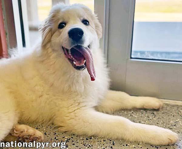 Zeus in OH - Playful & Silly Charmer!