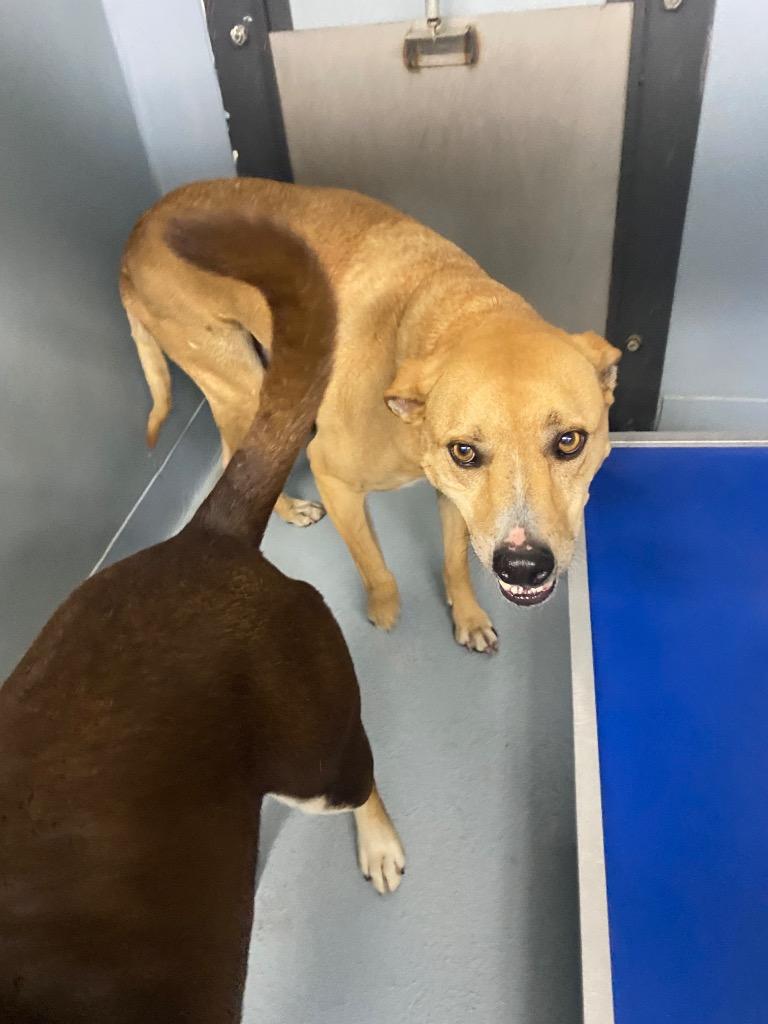 MJ, Adoptable, Adult Male Mixed Breed.