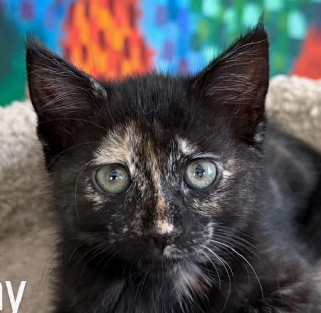 Bunny, adopted, Kitten Female Tortoiseshell.