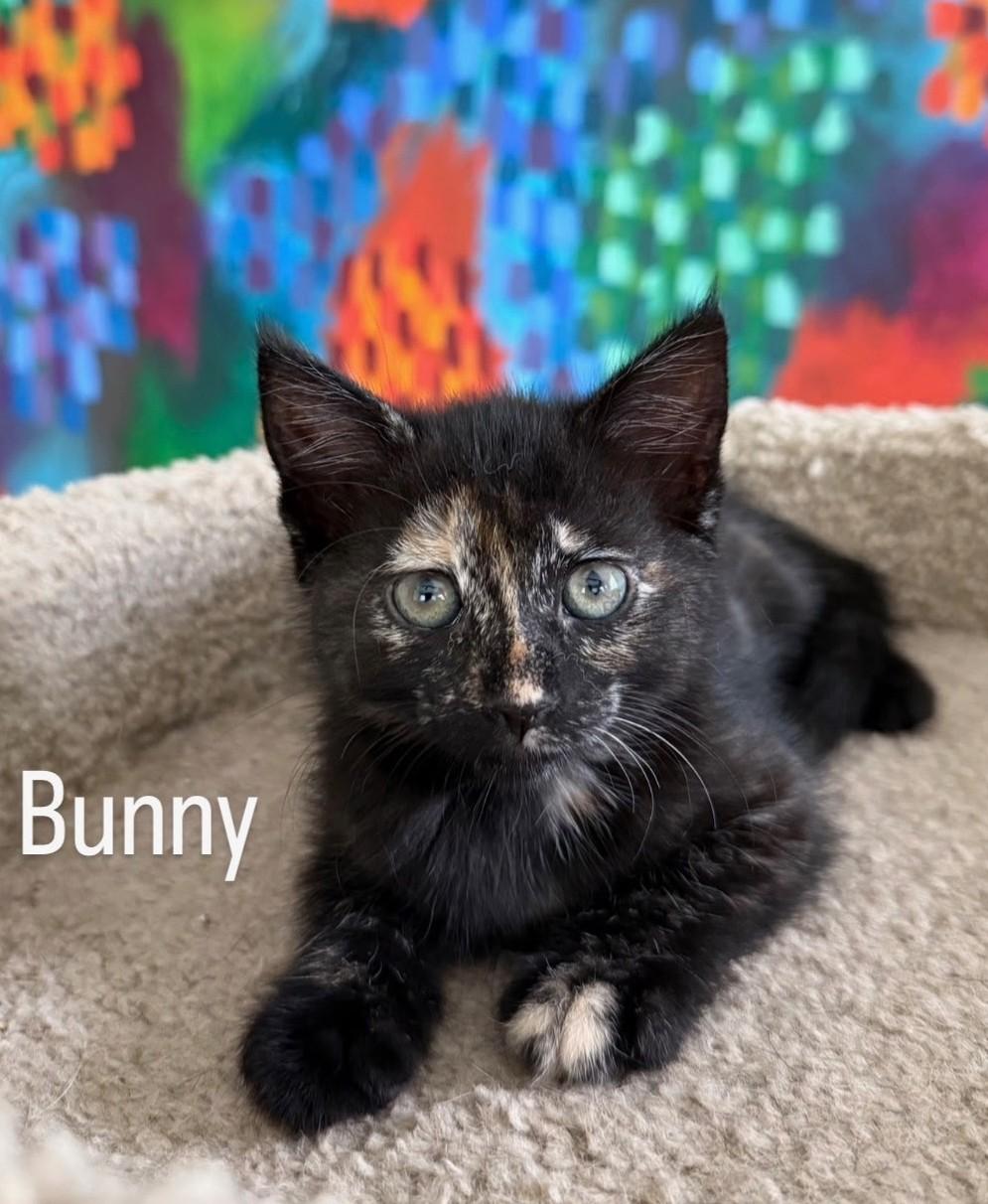 Enlarge Bunny, an adopted Tortoiseshell in Asbury Park, NJ image 2/2