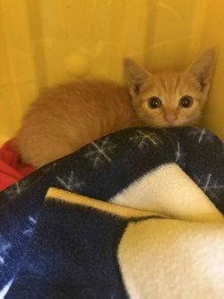 CA 129 Jaws, a Adoptable Domestic Short Hair in Glen Allen, VA image 1/2