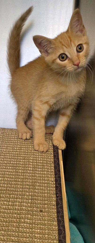 CA 129 Jaws, a Adoptable Domestic Short Hair in Glen Allen, VA image 2/2