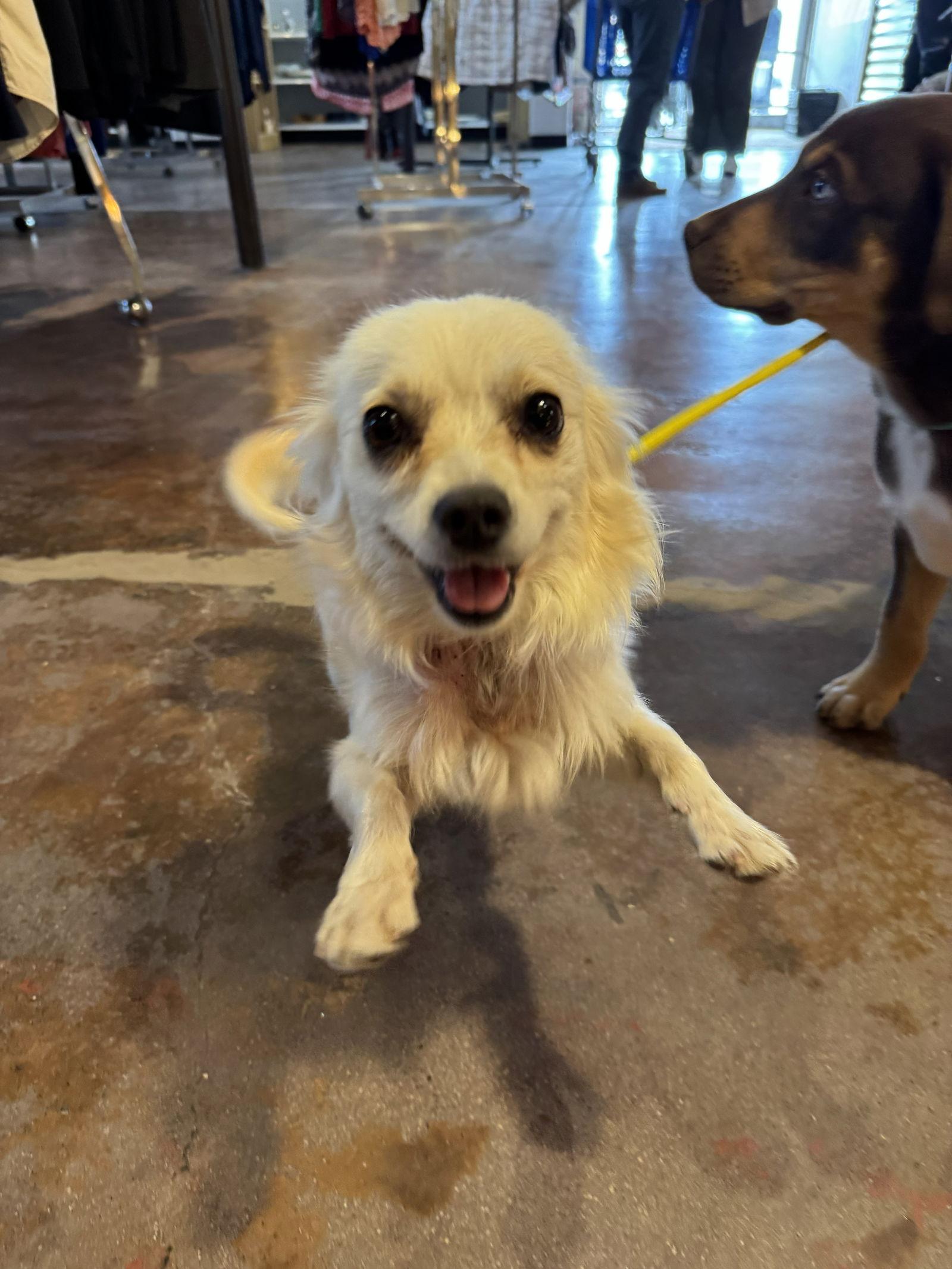 Milagra, Adopted, Young Female Chihuahua.