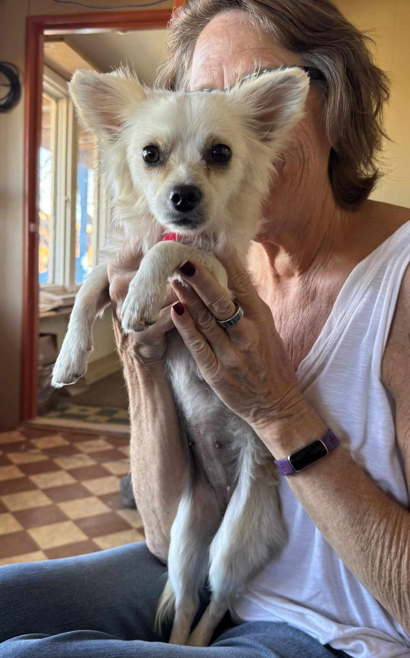 Enlarge Milagra, a Adoptable Chihuahua in Williamsburg, NM image 2/3