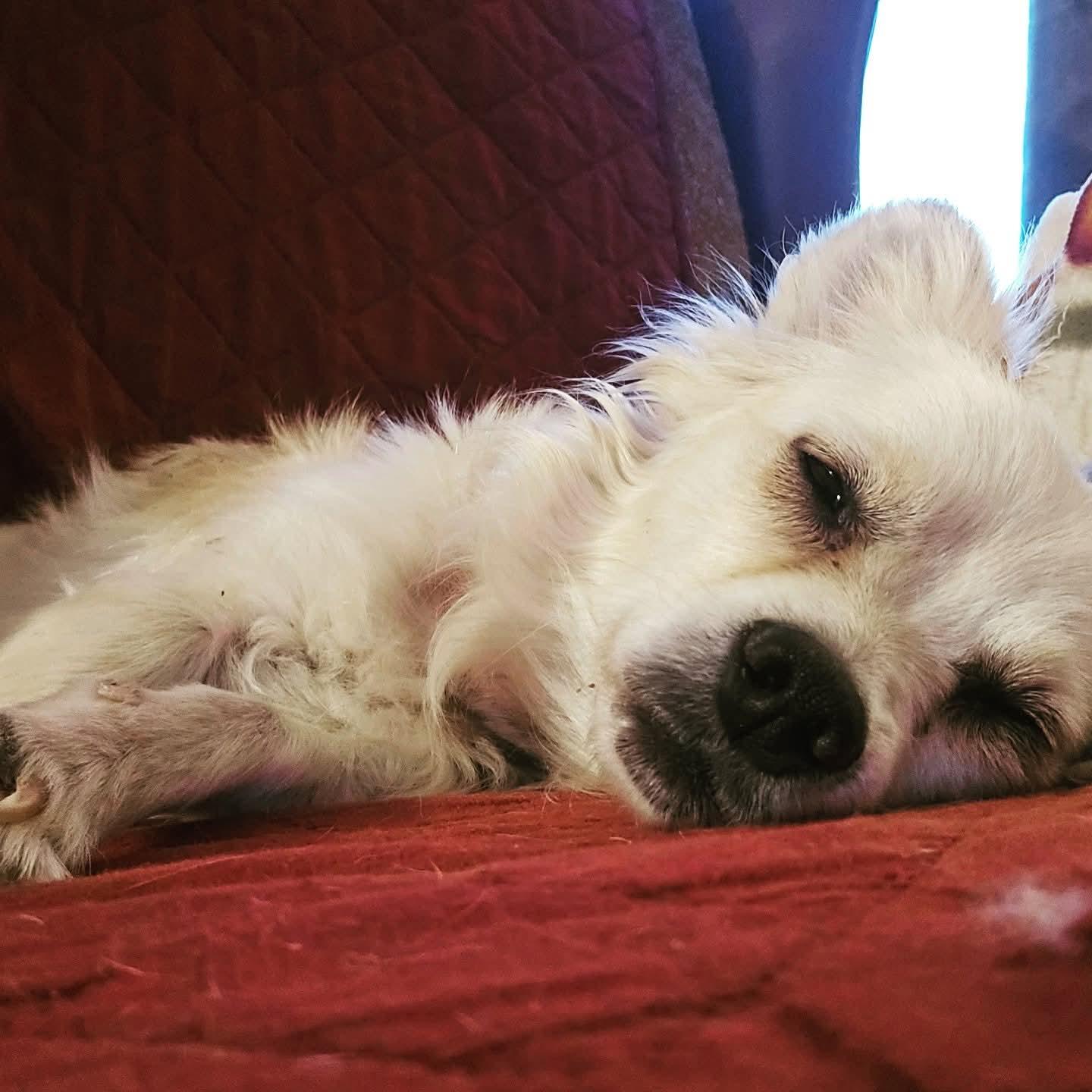 Enlarge Milagra, a Adopted Chihuahua in Williamsburg, NM image 1/1