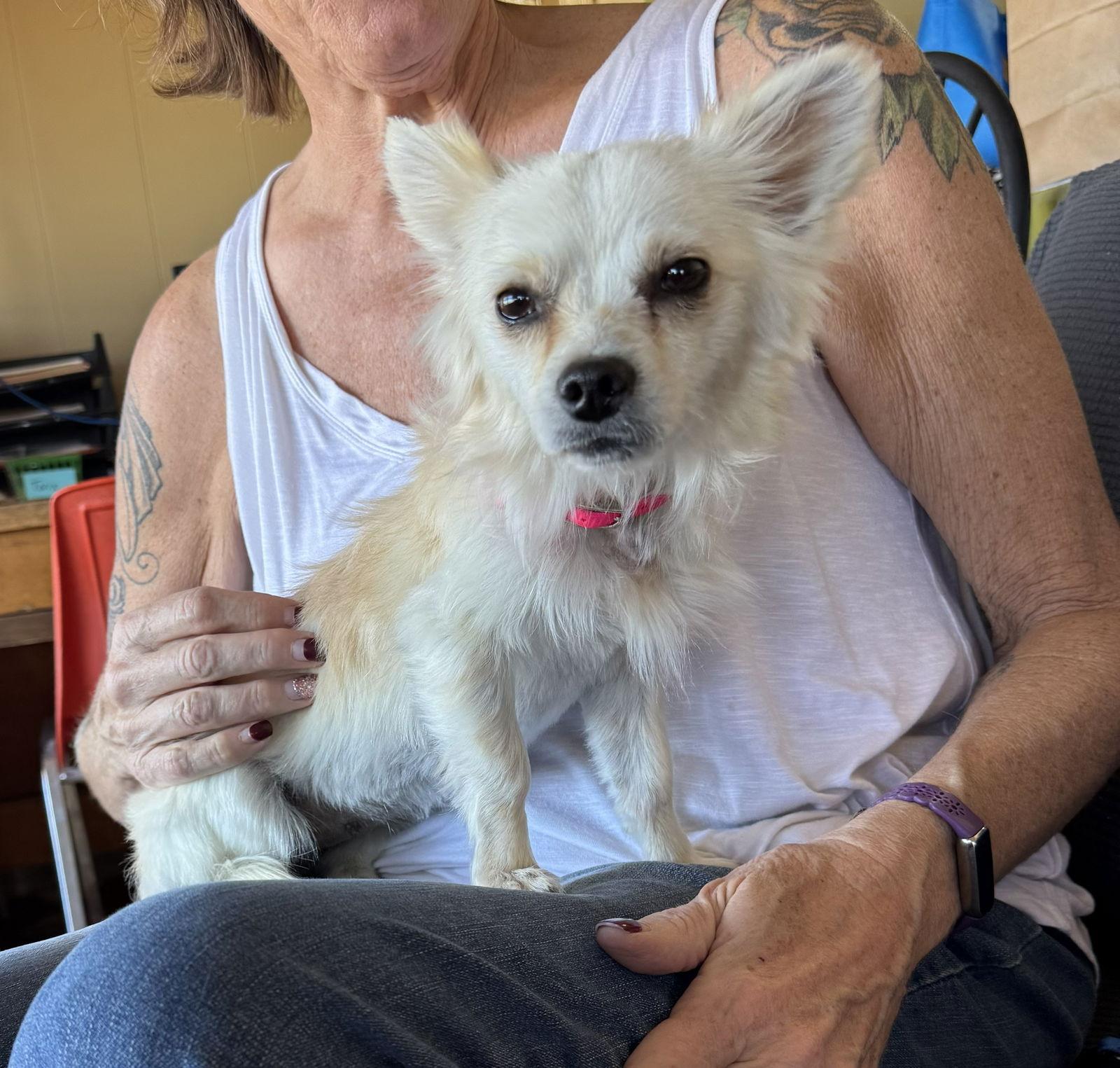 Enlarge Milagra, a Adoptable Chihuahua in Williamsburg, NM image 3/3