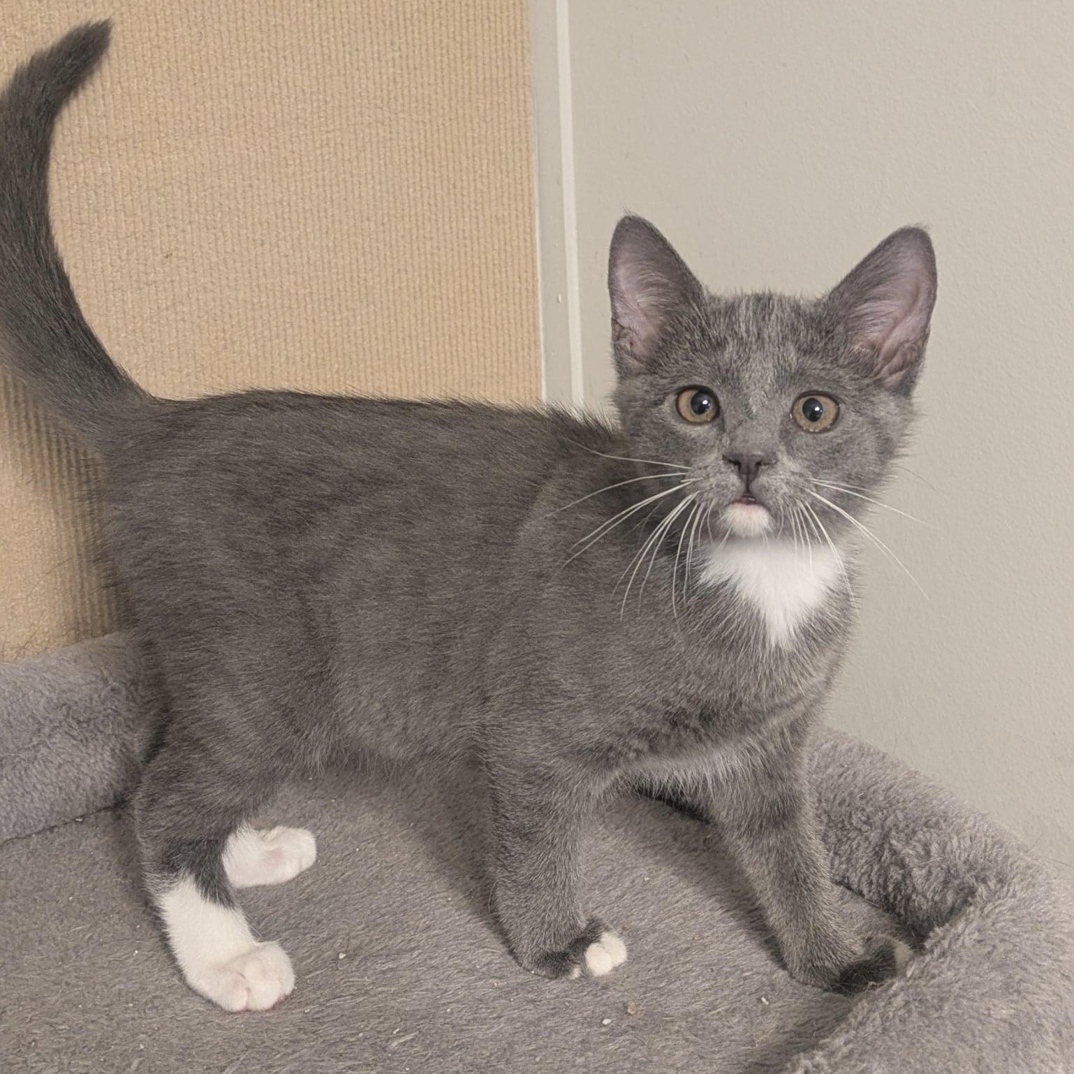 Enlarge Trinidad Scorpion, a Adoptable Domestic Short Hair in Concord, NC image 1/1