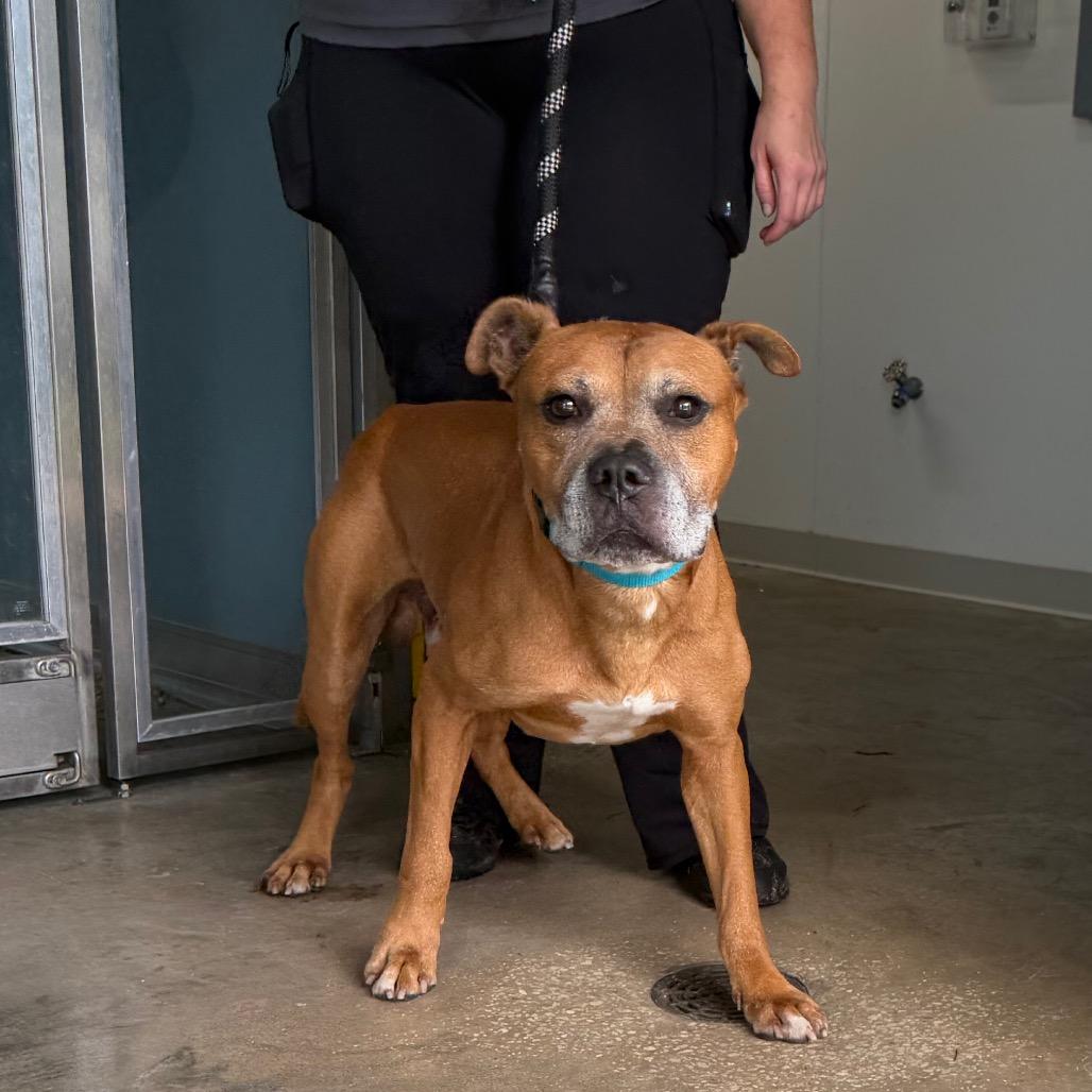 Herman, a Adoptable mixed breed in Clearwater, FL image 1/6