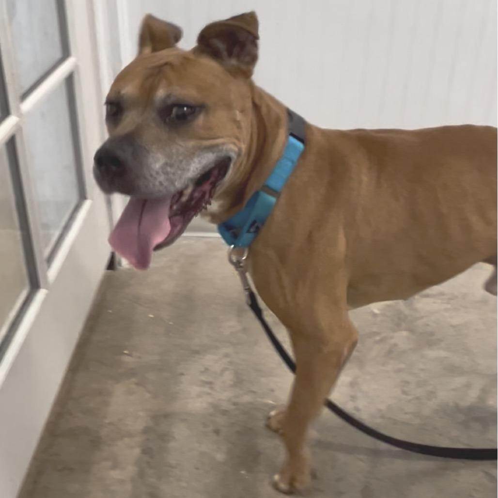 Herman, a Adoptable mixed breed in Clearwater, FL image 2/6