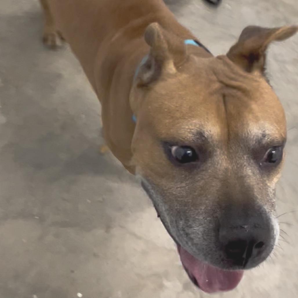 Herman, a Adoptable mixed breed in Clearwater, FL image 3/6