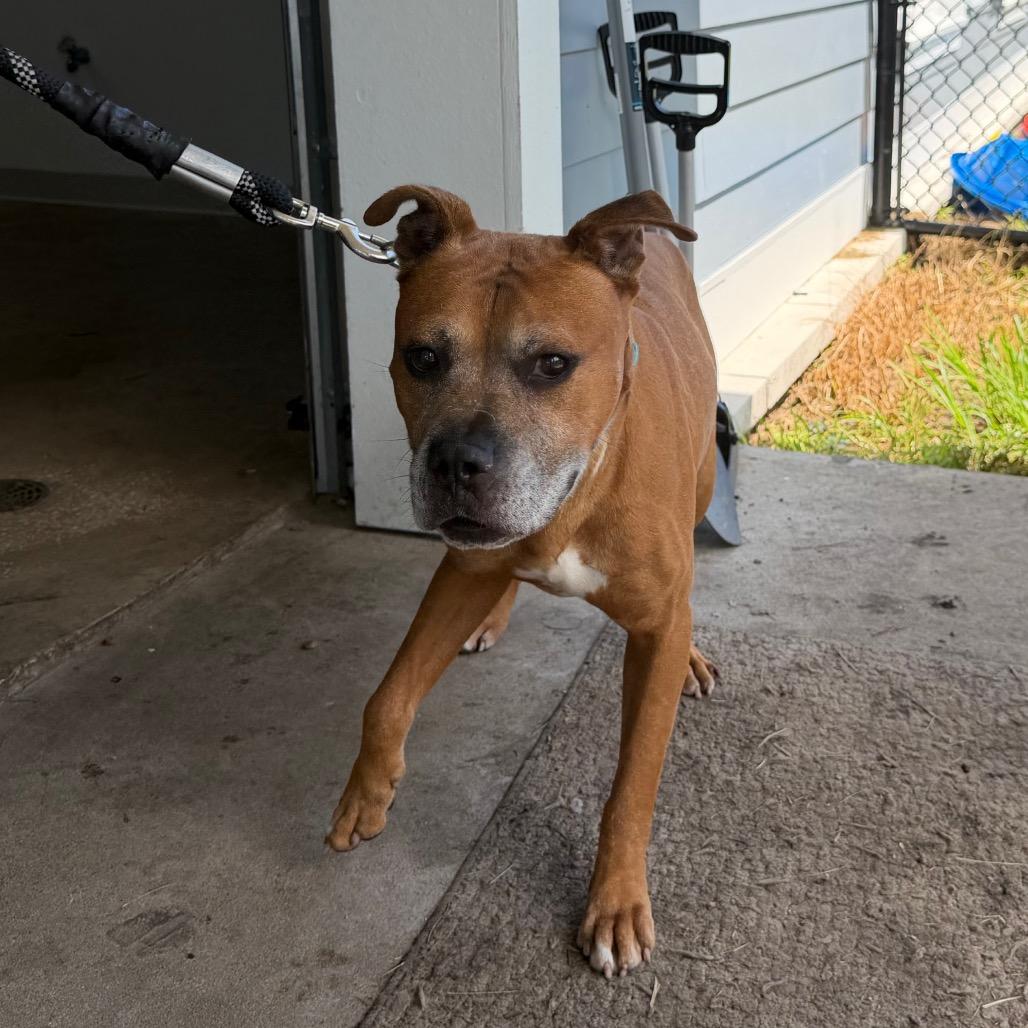 Herman, a Adoptable mixed breed in Clearwater, FL image 4/6