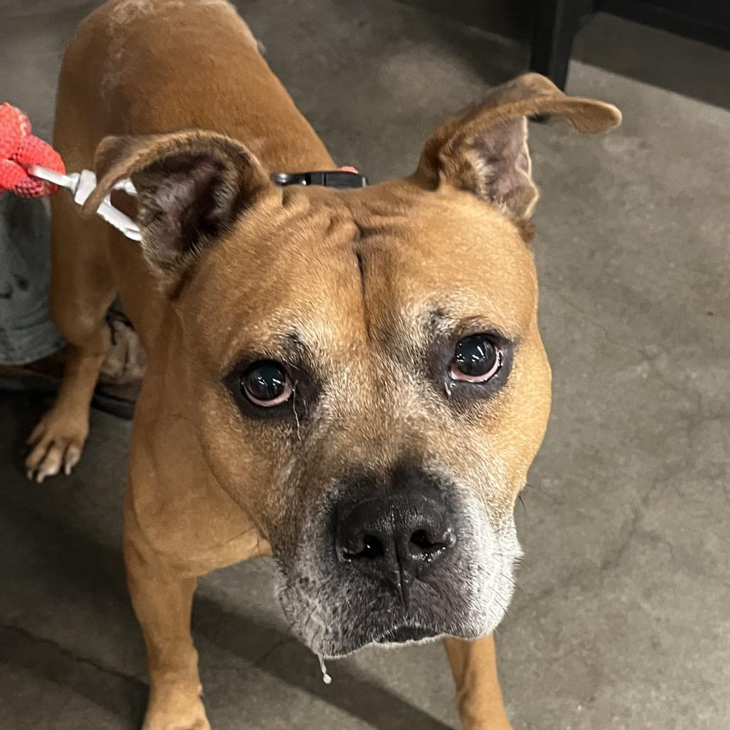 Herman, a Adoptable mixed breed in Clearwater, FL image 5/6