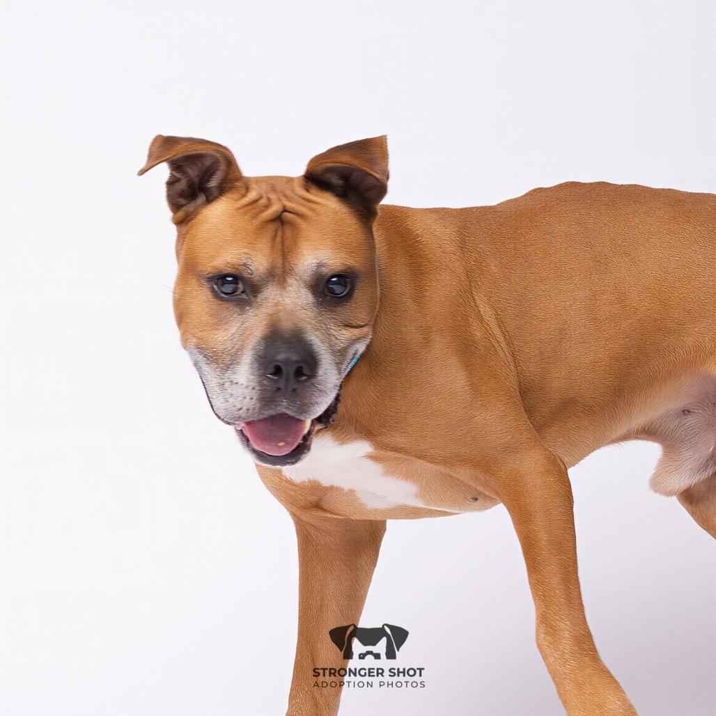 Herman, a Adoptable mixed breed in Clearwater, FL image 6/6