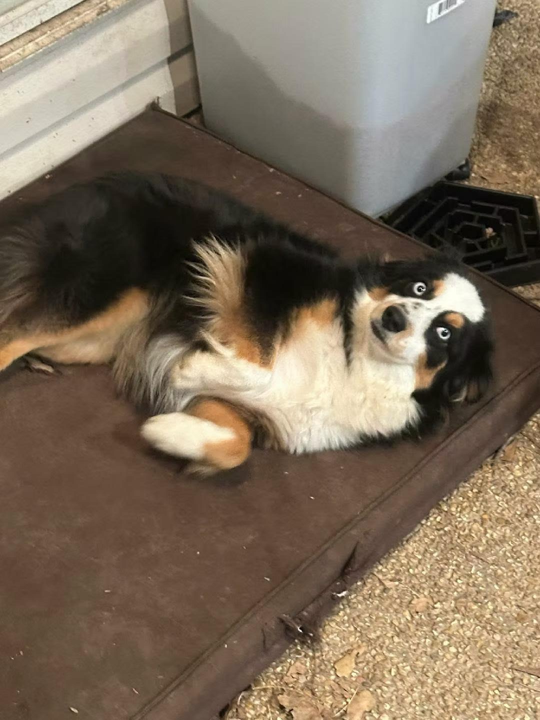 Enlarge Luna - in Maine, a ADOPTABLE Australian Shepherd in Kennebunkport, ME image 3/5