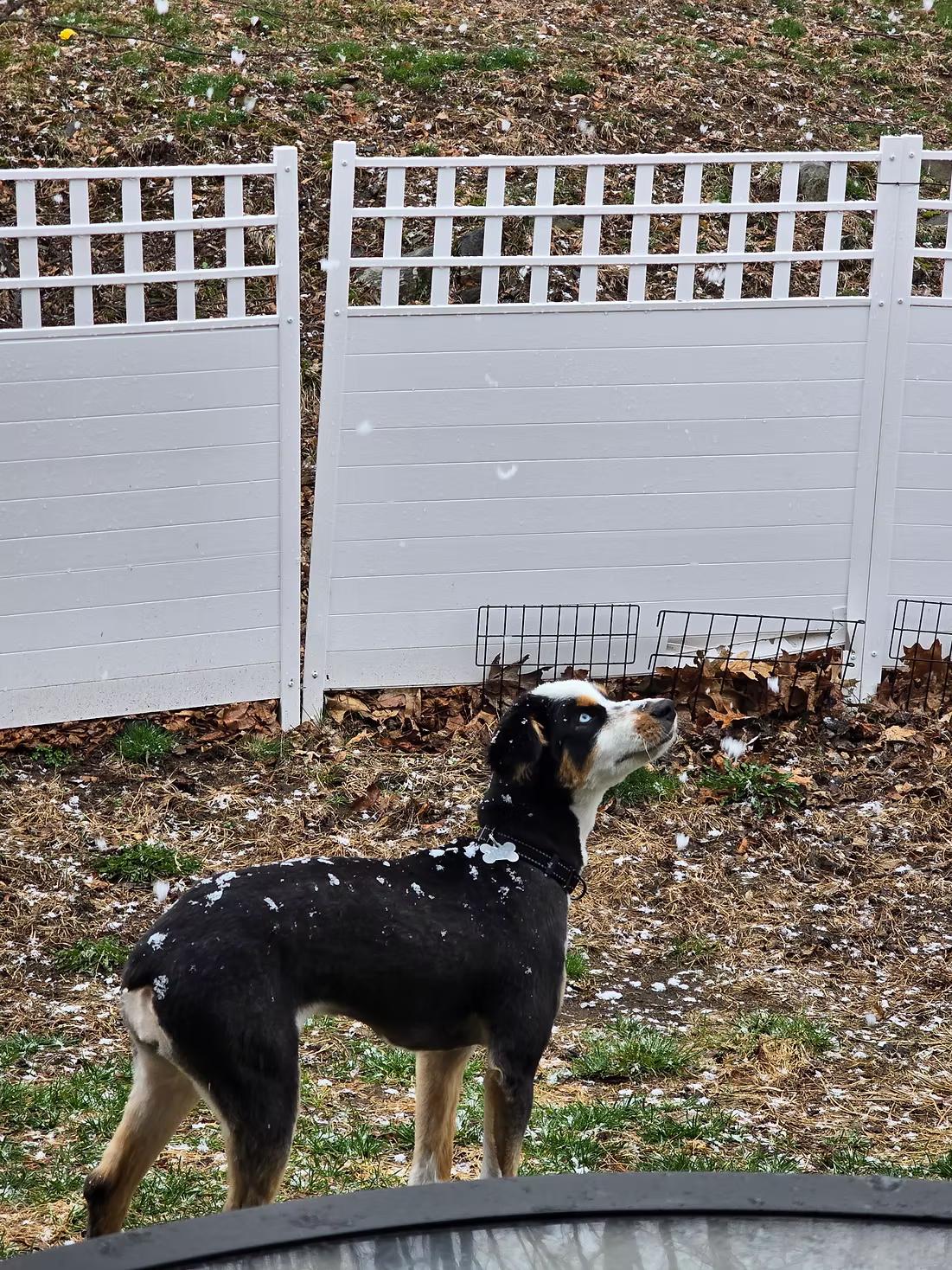 Enlarge Luna - in Maine, a ADOPTABLE Australian Shepherd in Kennebunkport, ME image 5/5