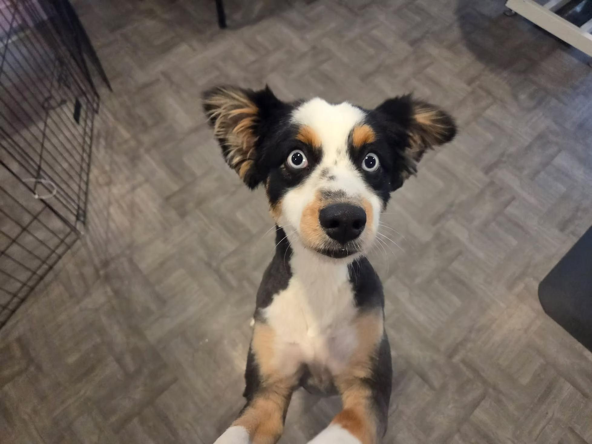 Enlarge Luna - in Maine, a ADOPTABLE Australian Shepherd in Kennebunkport, ME image 4/5