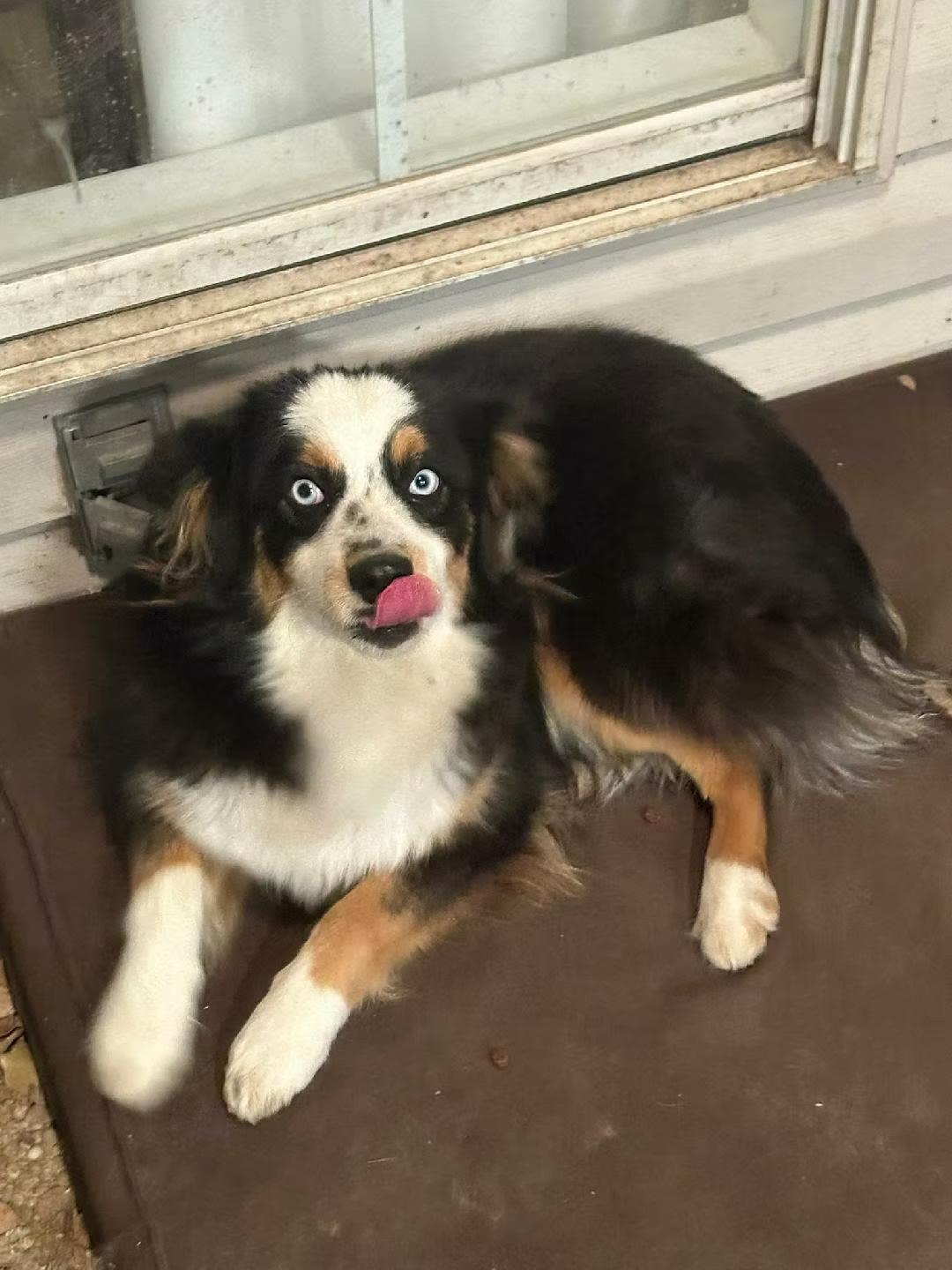Enlarge Luna - in Maine, a ADOPTABLE Australian Shepherd in Kennebunkport, ME image 1/5