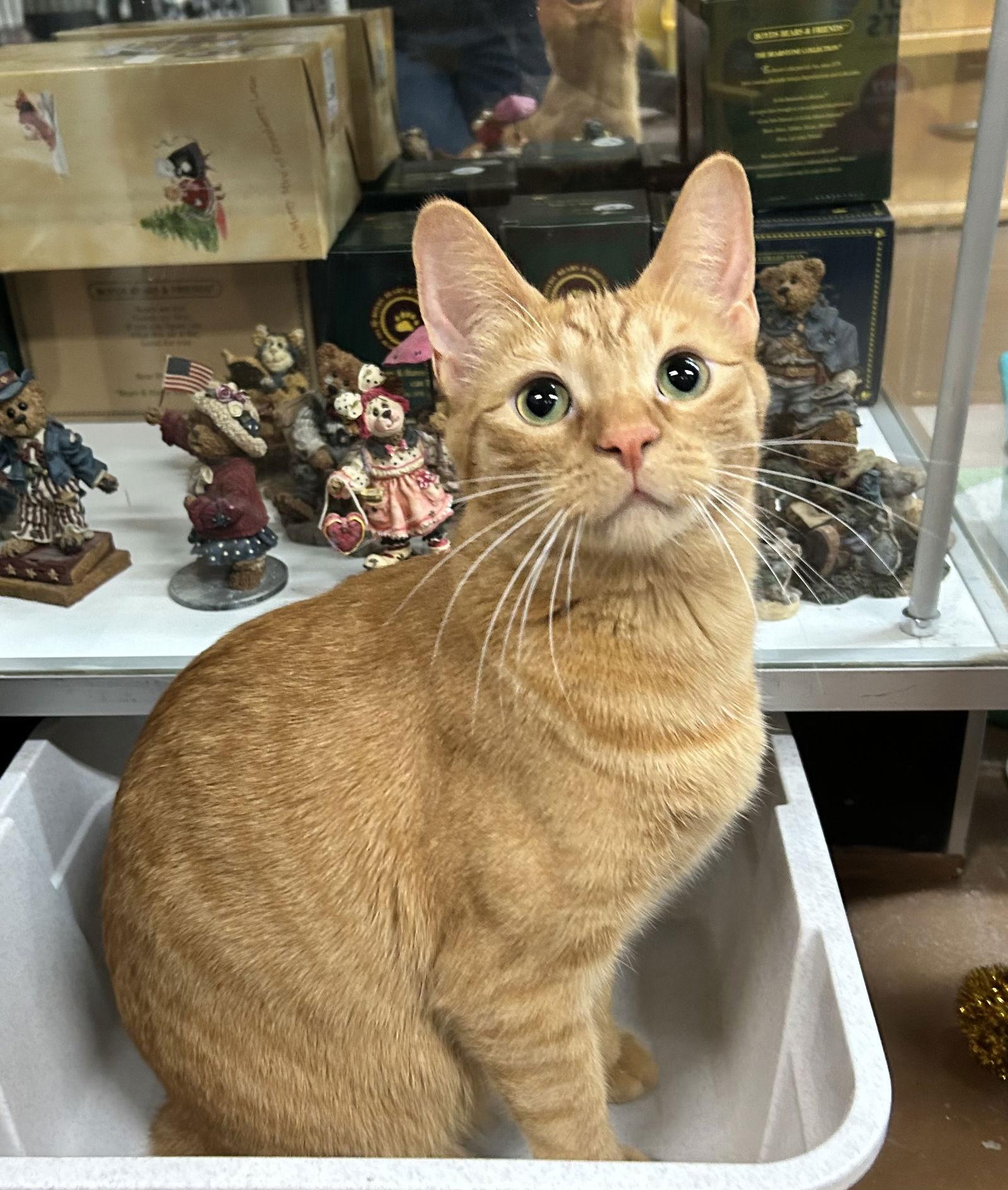 Enlarge Marian, a Adoptable Domestic Short Hair in Blasdell, NY image 1/1