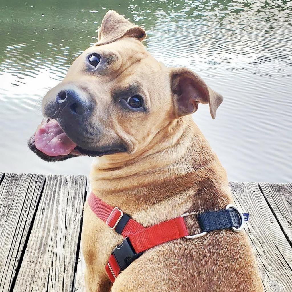 Paco, Adoptable, Adult Male Pit Bull Terrier & American Staffordshire Terrier.