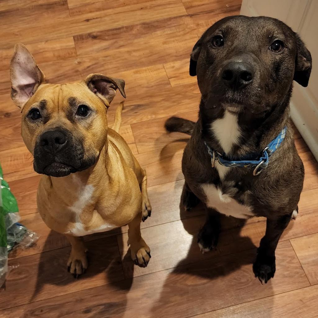 Paco, a Adoptable mixed breed in Huntsville, AL image 2/6