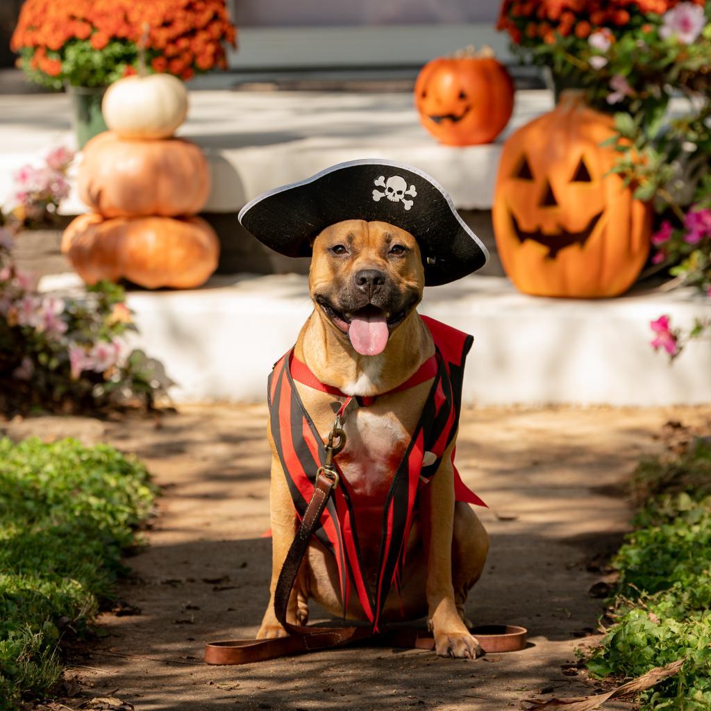 Paco, a Adoptable mixed breed in Huntsville, AL image 3/6