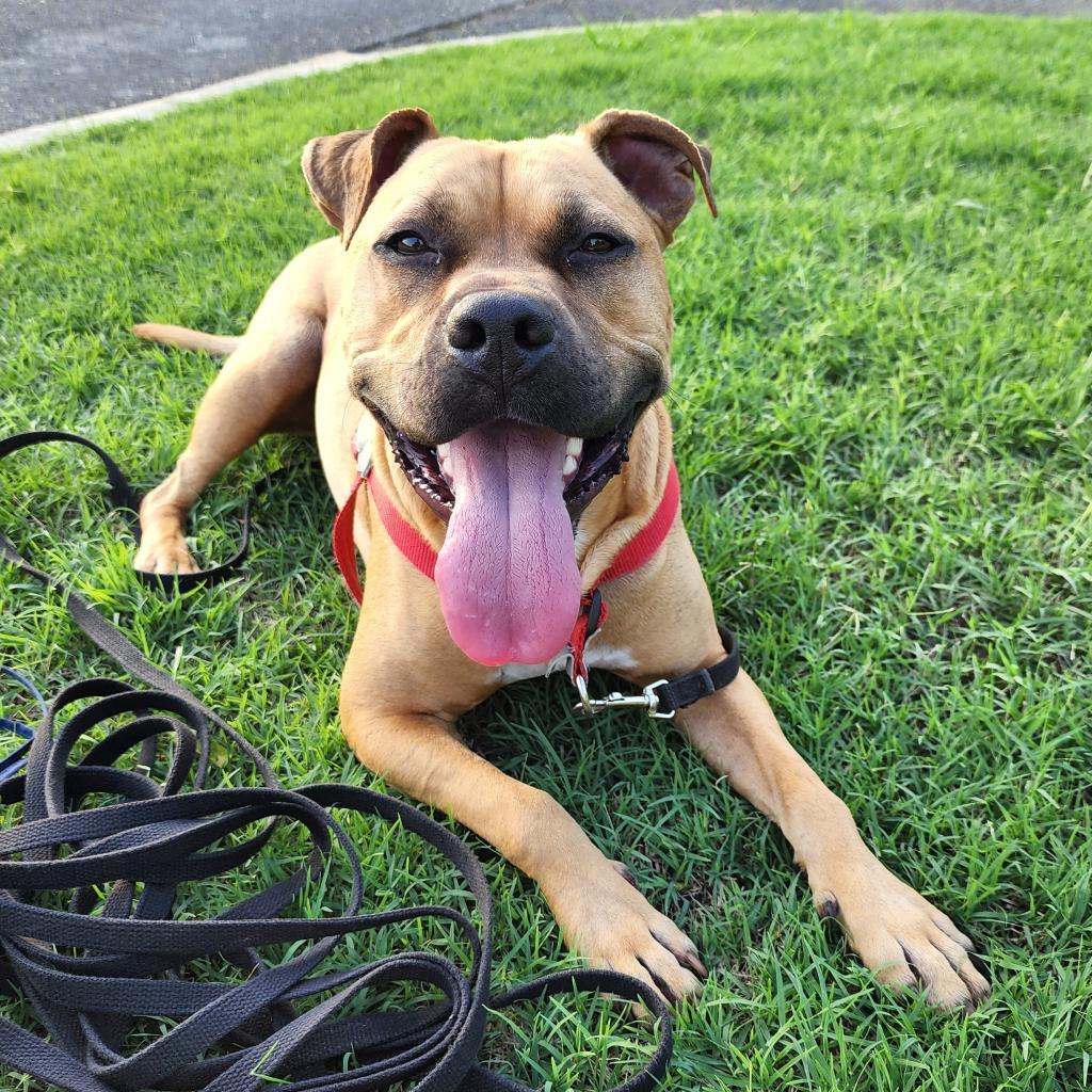 Paco, a Adoptable mixed breed in Huntsville, AL image 4/6