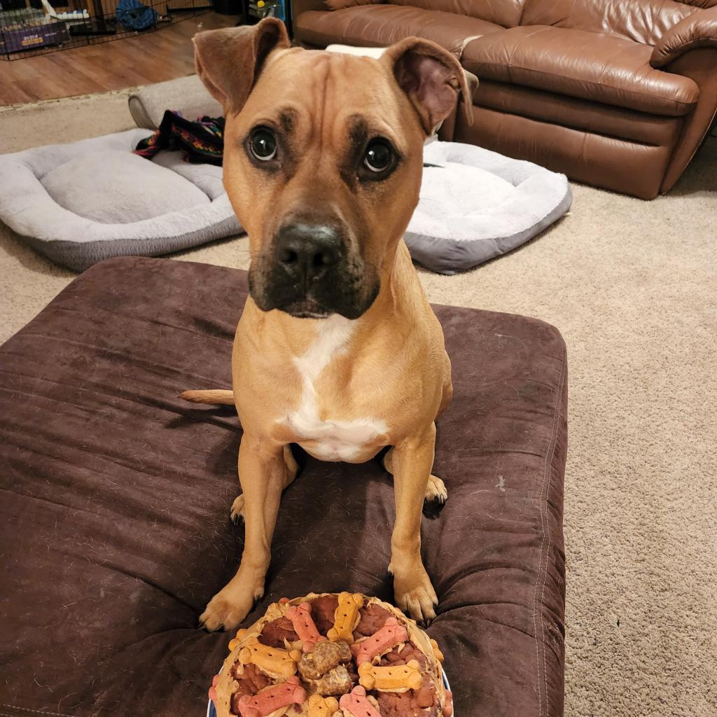 Paco, a Adoptable mixed breed in Huntsville, AL image 6/6