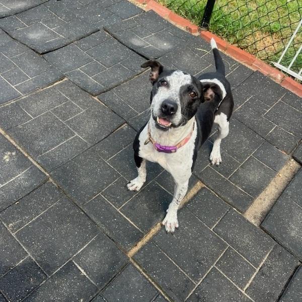 Daisy, Adult Female Bull Terrier