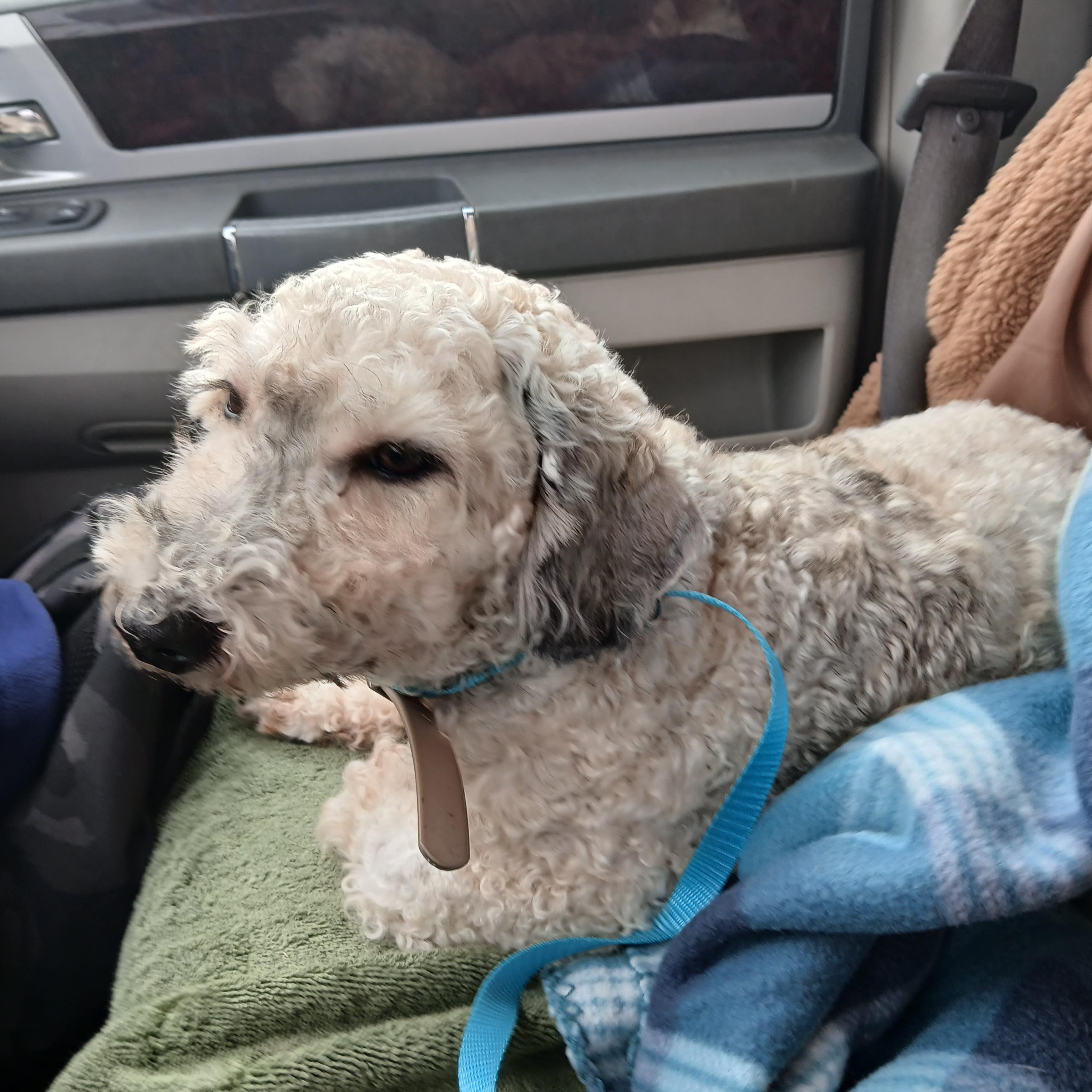 Enlarge Sage, a Adopted mixed breed in Carey, OH image 3/5