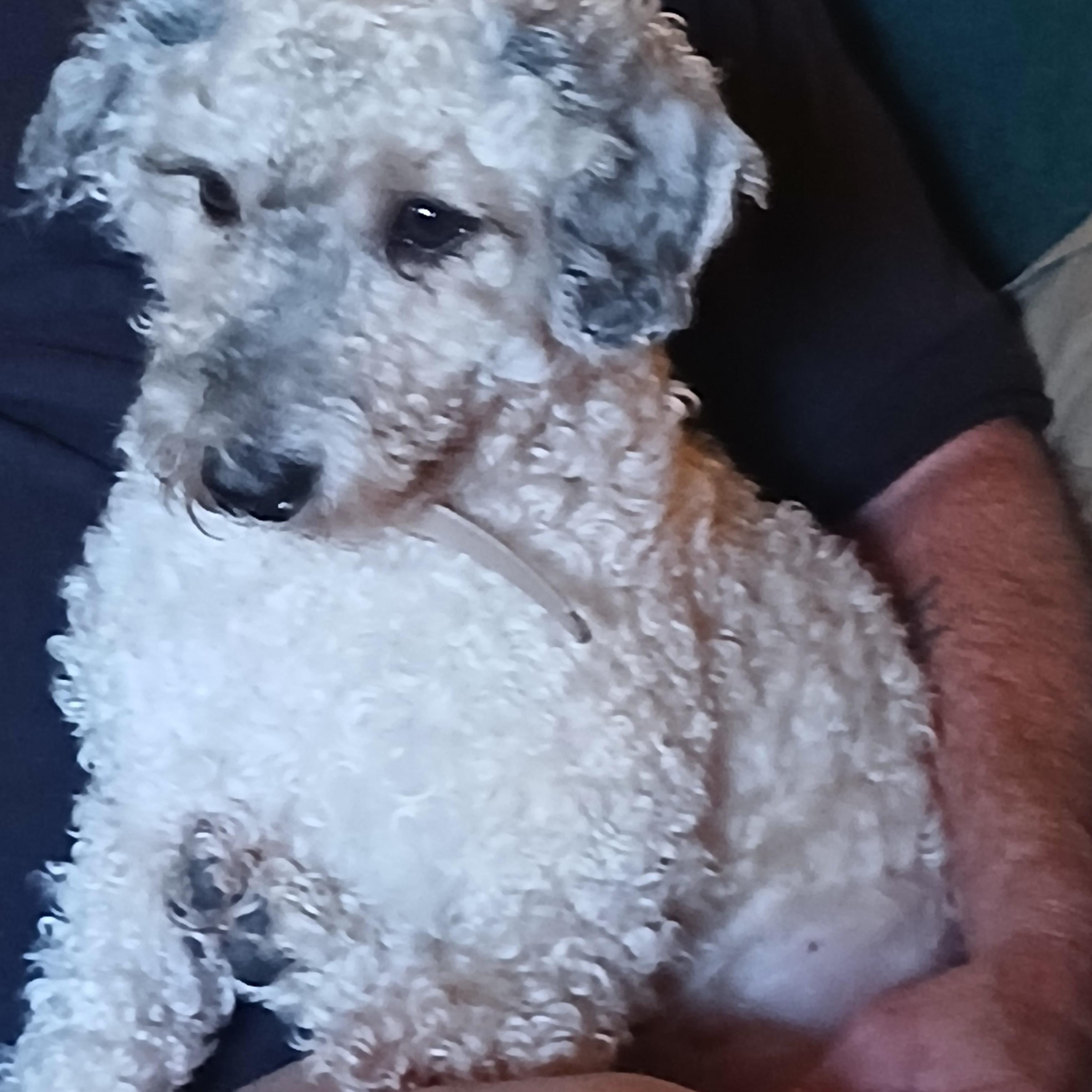 Enlarge Sage, a Adopted mixed breed in Carey, OH image 4/5